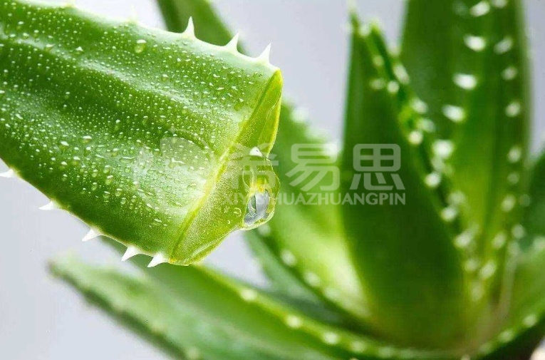 蘆薈可以祛痘痘嗎，蘆薈祛痘嗎，蘆薈的作用？