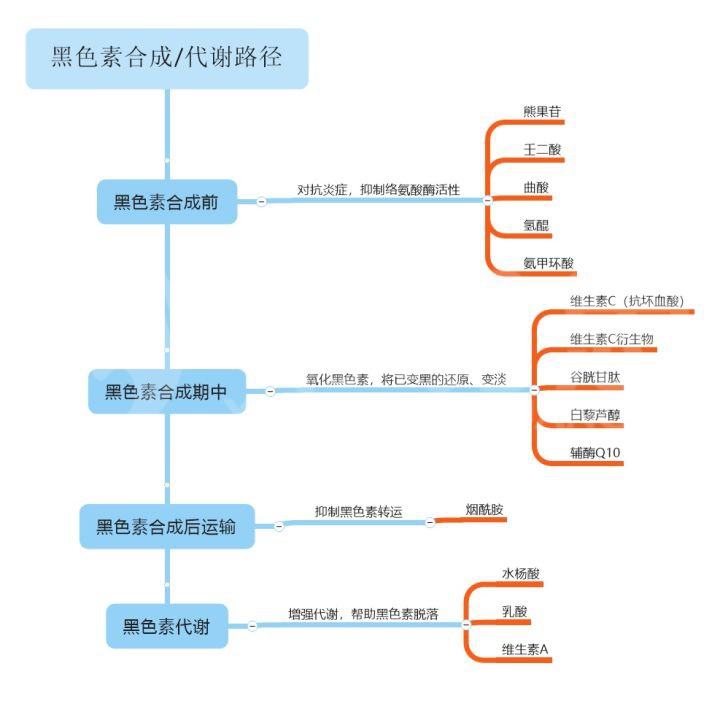 美白的原理是什么？